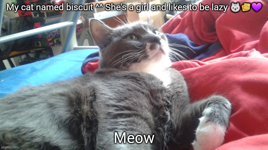 Cat pic! ? | My cat named biscuit ^^ She's a girl and likes to be lazy 😺🍪💜; Meow | image tagged in cats,cute,funny | made w/ Imgflip meme maker