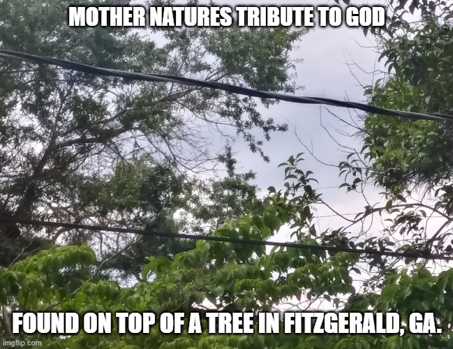 mother natures cross | MOTHER NATURES TRIBUTE TO GOD; FOUND ON TOP OF A TREE IN FITZGERALD, GA. | image tagged in gods glory,mother nature,christians | made w/ Imgflip meme maker