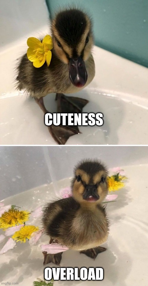 FLOWER DUCKLING | CUTENESS; OVERLOAD | image tagged in ducks,duck,duckling | made w/ Imgflip meme maker