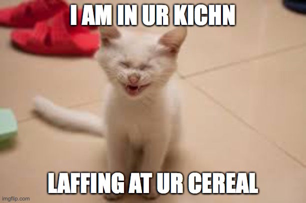 Tuesday Dinner, Age 41 | I AM IN UR KICHN; LAFFING AT UR CEREAL | image tagged in lmfao cat,cereal,white cat,laughing,dinner,kitchen | made w/ Imgflip meme maker