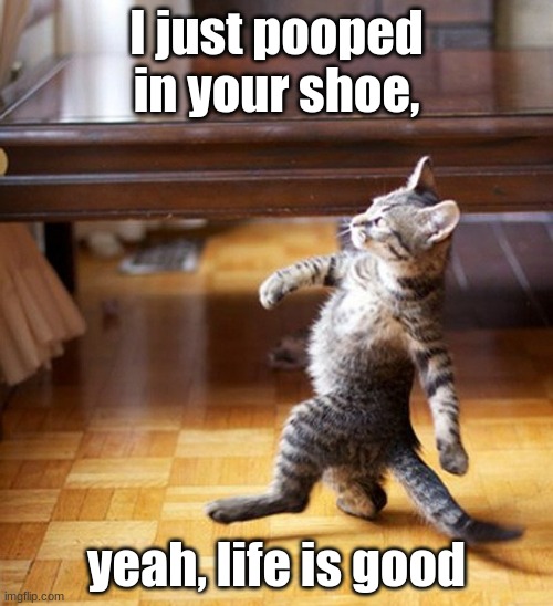 Life is good | I just pooped in your shoe, yeah, life is good | image tagged in cat walking like a boss | made w/ Imgflip meme maker
