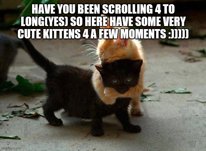 kitten hug | HAVE YOU BEEN SCROLLING 4 TO LONG(YES) SO HERE HAVE SOME VERY CUTE KITTENS 4 A FEW MOMENTS :))))) | image tagged in kitten hug | made w/ Imgflip meme maker