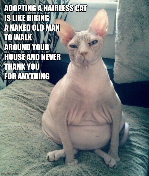 image tagged in cat,hairless | made w/ Imgflip meme maker