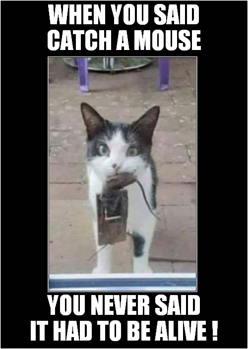 Not Really A Committed Mouser ! | WHEN YOU SAID CATCH A MOUSE; YOU NEVER SAID IT HAD TO BE ALIVE ! | image tagged in cats,mouse trap | made w/ Imgflip meme maker