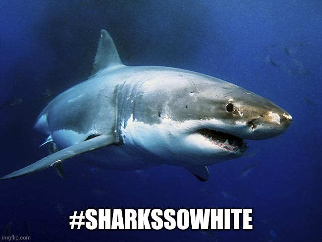 Great White Shark to be renamed Great Grey Shark due to the "Great White" link to white supremacy | #SHARKSSOWHITE | image tagged in great white shark | made w/ Imgflip meme maker