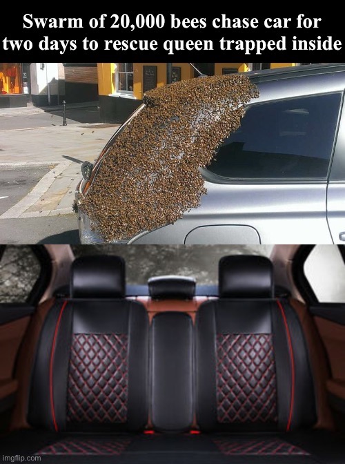 Swarm bees chase car to rescue queen trapped inside Meme Template (Remake) | image tagged in swarm of bees chase car to rescue queen,template,new template,memes,custom template,meme template | made w/ Imgflip meme maker