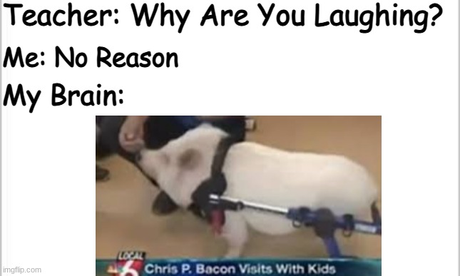 Chris P. Bacon? Odd Name For A Pig | Teacher: Why Are You Laughing? Me: No Reason; My Brain: | image tagged in memes | made w/ Imgflip meme maker