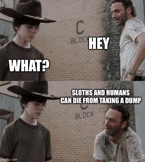 Sloths | HEY; WHAT? SLOTHS AND HUMANS CAN DIE FROM TAKING A DUMP | image tagged in memes,rick and carl | made w/ Imgflip meme maker