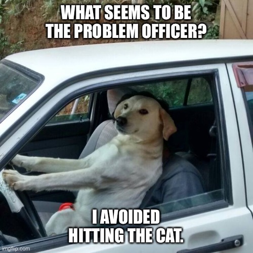 dog driving | WHAT SEEMS TO BE THE PROBLEM OFFICER? I AVOIDED HITTING THE CAT. | image tagged in dog driving | made w/ Imgflip meme maker