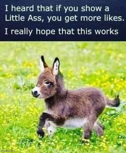 is it true? | image tagged in little ass,repost,ass,upvote begging,begging for upvotes,donkey | made w/ Imgflip meme maker