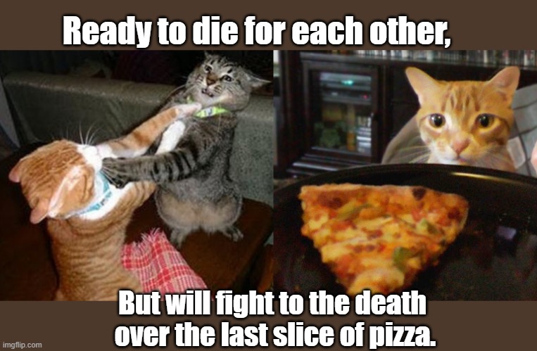 The last slice of pizza. | Ready to die for each other, But will fight to the death 
over the last slice of pizza. | image tagged in cats,fighting | made w/ Imgflip meme maker