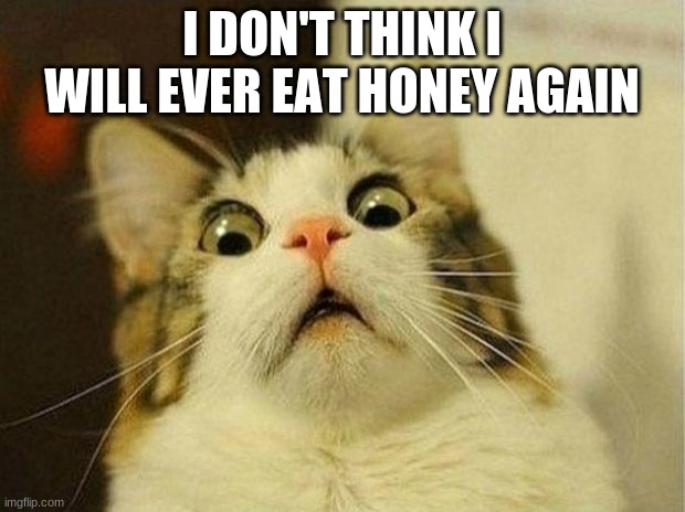 Scared Cat | I DON'T THINK I WILL EVER EAT HONEY AGAIN | image tagged in memes,scared cat | made w/ Imgflip meme maker