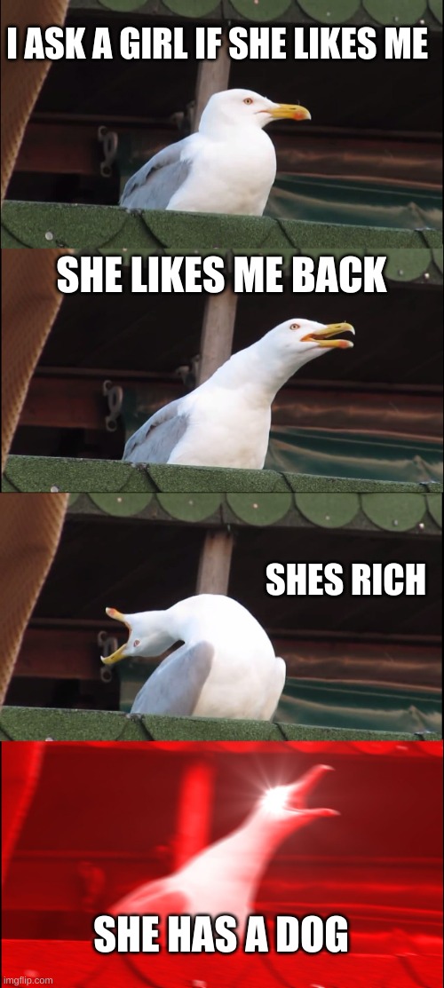 A miracle seagull | I ASK A GIRL IF SHE LIKES ME; SHE LIKES ME BACK; SHES RICH; SHE HAS A DOG | image tagged in memes,inhaling seagull | made w/ Imgflip meme maker