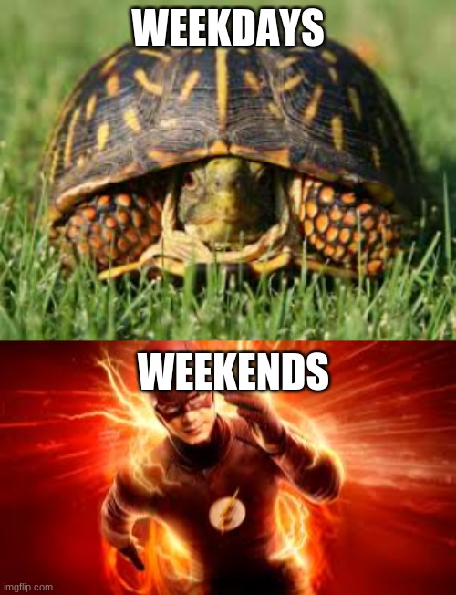 weeks | WEEKDAYS; WEEKENDS | image tagged in fun | made w/ Imgflip meme maker