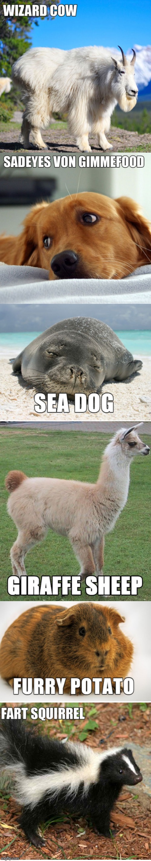 How animals should be named part 4 | image tagged in animals | made w/ Imgflip meme maker