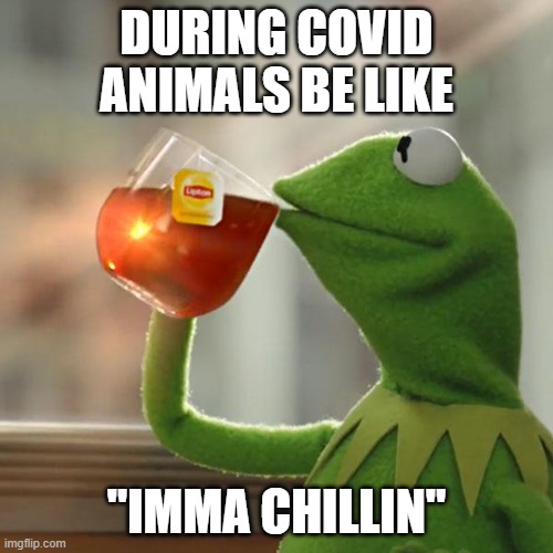 But That's None Of My Business Meme | DURING COVID ANIMALS BE LIKE; "IMMA CHILLIN" | image tagged in memes,but that's none of my business,kermit the frog | made w/ Imgflip meme maker