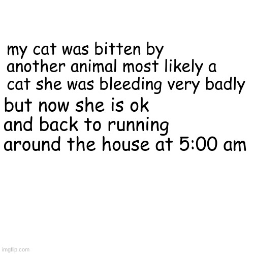 Blank Transparent Square Meme | my cat was bitten by another animal most likely a cat she was bleeding very badly; but now she is ok and back to running around the house at 5:00 am | image tagged in memes,blank transparent square | made w/ Imgflip meme maker