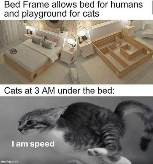 this is beyond science | image tagged in repost,cats,bed,i am speed,maze runner,cat | made w/ Imgflip meme maker
