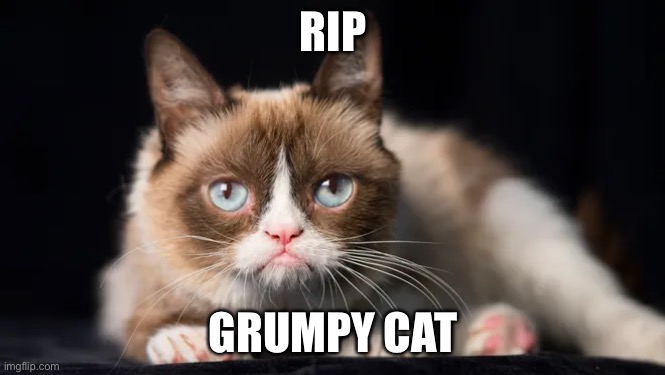 RIP | RIP; GRUMPY CAT | image tagged in grumpy cat | made w/ Imgflip meme maker