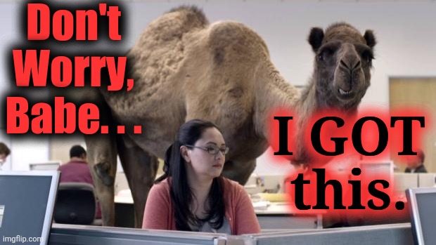 Hump Day Camel | Don't Worry, Babe. . . I GOT
this. | image tagged in hump day camel | made w/ Imgflip meme maker