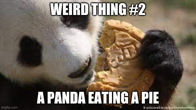 Weird thing #2 | WEIRD THING #2; A PANDA EATING A PIE | image tagged in panda,pie,pie eating panda | made w/ Imgflip meme maker