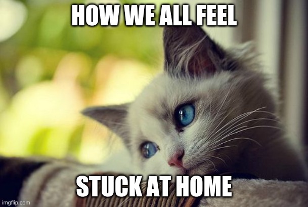 First World Problems Cat Meme | HOW WE ALL FEEL; STUCK AT HOME | image tagged in memes,first world problems cat | made w/ Imgflip meme maker