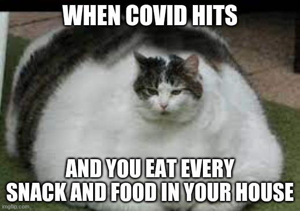 See-Food diet | WHEN COVID HITS; AND YOU EAT EVERY SNACK AND FOOD IN YOUR HOUSE | image tagged in fat cat,covid,see food diet | made w/ Imgflip meme maker