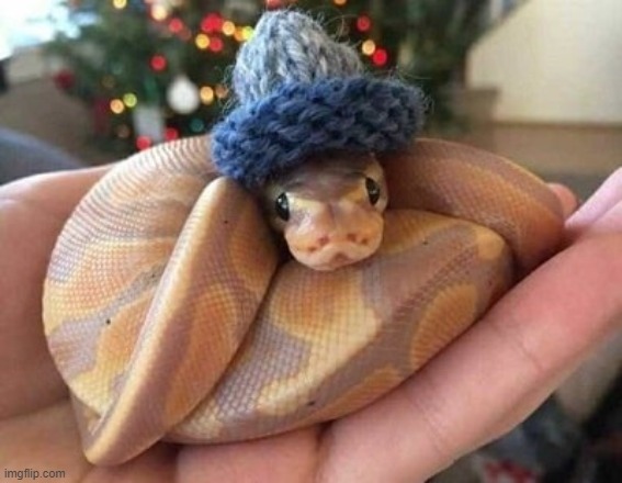 snek hatt | made w/ Imgflip meme maker