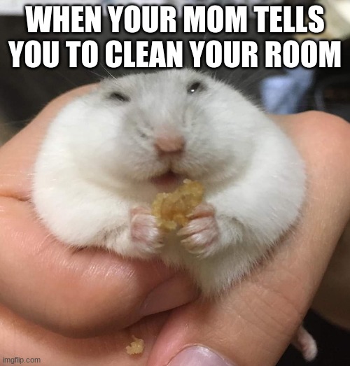Fat Hamster | WHEN YOUR MOM TELLS YOU TO CLEAN YOUR ROOM | image tagged in fat hamster,funny,clean your room | made w/ Imgflip meme maker