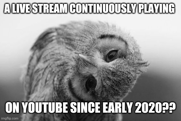 I thought it was just another repeat recommendation. | A LIVE STREAM CONTINUOUSLY PLAYING; ON YOUTUBE SINCE EARLY 2020?? | image tagged in owl with head tilted to the side | made w/ Imgflip meme maker
