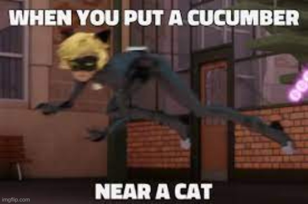found this online to make yall laugh? | image tagged in repost,chat noir | made w/ Imgflip meme maker