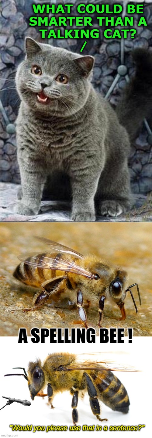 Smarter than a talking cat? | WHAT COULD BE
SMARTER THAN A
TALKING CAT? |; A SPELLING BEE ! "Would you please use that in a sentence?" | image tagged in i can haz cheezburger plain,cats,pun,bees,spelling bee | made w/ Imgflip meme maker