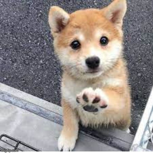 Puppy!!! | image tagged in wholesome,puppy,aww | made w/ Imgflip meme maker