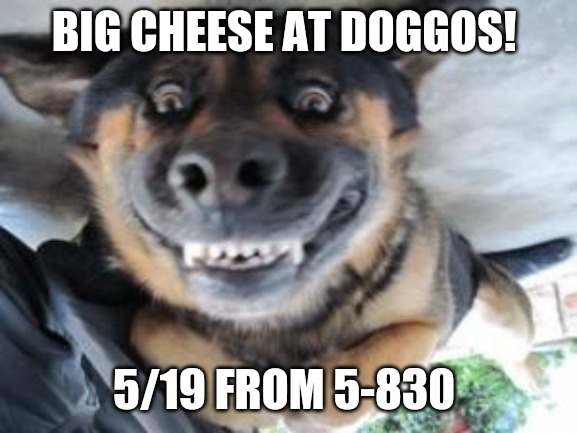 Big Cheese | BIG CHEESE AT DOGGOS! 5/19 FROM 5-830 | image tagged in crazy dog | made w/ Imgflip meme maker