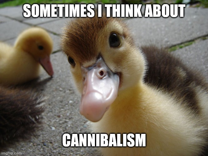 Cute duckling | SOMETIMES I THINK ABOUT CANNIBALISM | image tagged in cute duckling | made w/ Imgflip meme maker