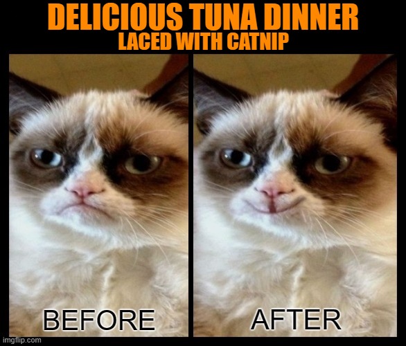 Grumpy cat has a few moments of bliss | DELICIOUS TUNA DINNER; LACED WITH CATNIP | image tagged in grumpy cat - before and after,grumpy cat happy,catnip,cats | made w/ Imgflip meme maker