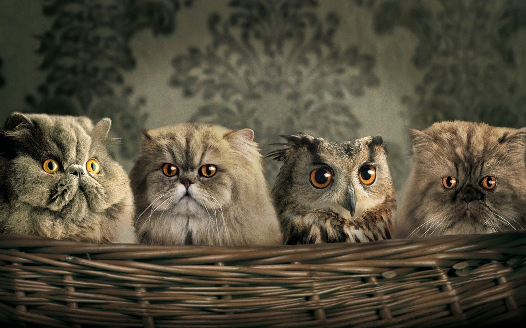 cats with owl Blank Meme Template