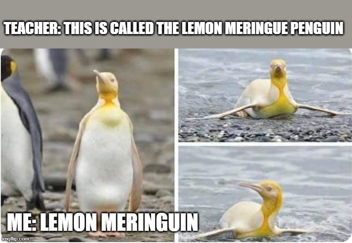 TEACHER: THIS IS CALLED THE LEMON MERINGUE PENGUIN; ME: LEMON MERINGUIN | image tagged in funny | made w/ Imgflip meme maker