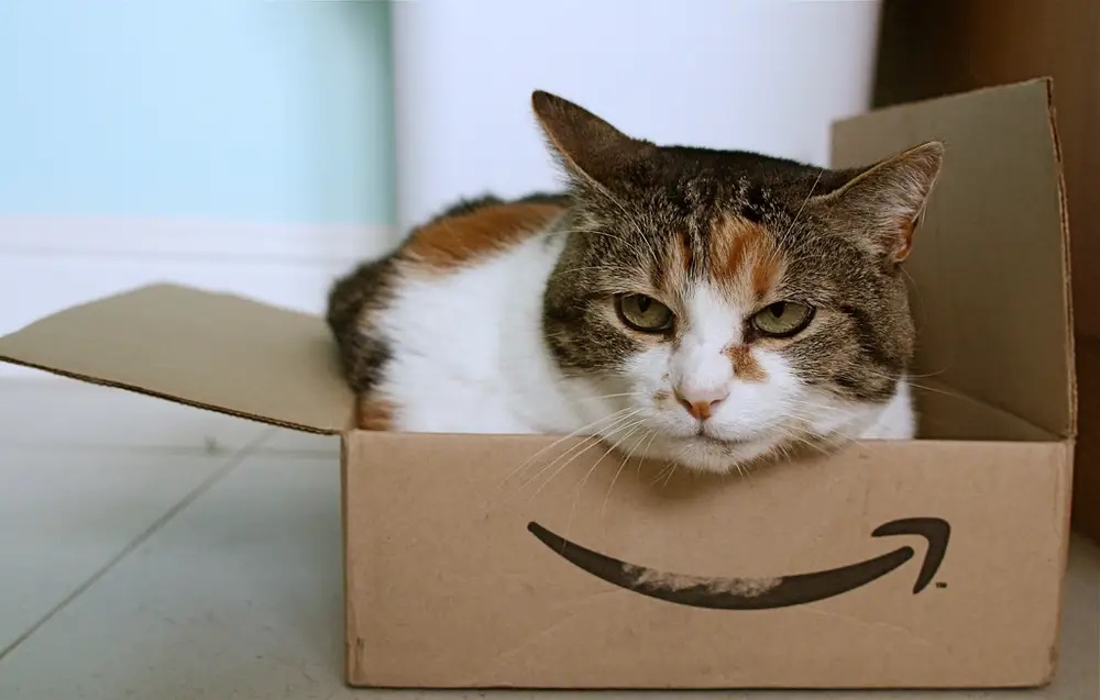 High Quality Cat in a Box Blank Meme Template