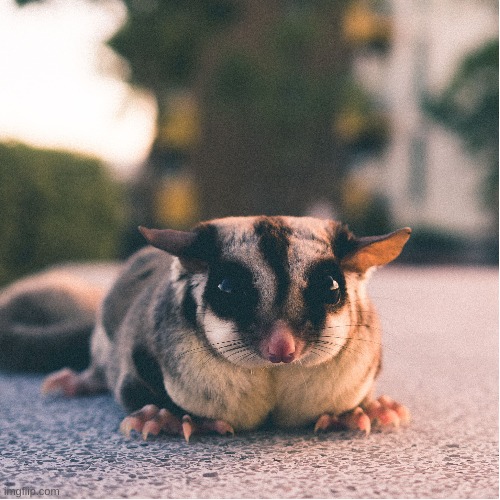 floof! | image tagged in sugarglider,wholesome,cute | made w/ Imgflip meme maker