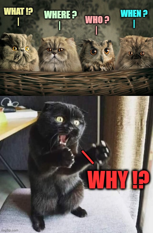Curious cats and... | WHAT !?
|; WHEN ?
 |; WHERE ?
|; WHO ?
|; |; WHY !? | image tagged in cats with owl,curiosity,owl,cats | made w/ Imgflip meme maker