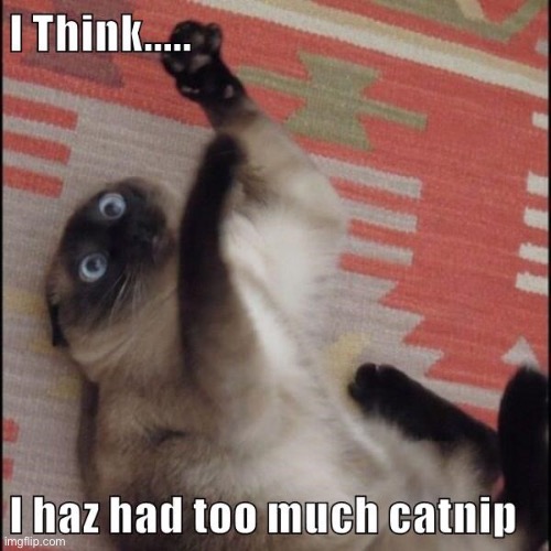 Catnip crazy | image tagged in cats | made w/ Imgflip meme maker