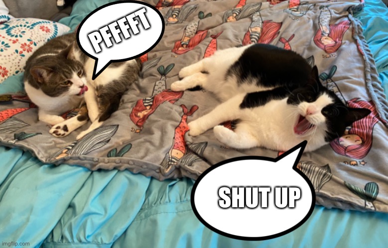 PFFFFT; SHUT UP | image tagged in cats,argument | made w/ Imgflip meme maker