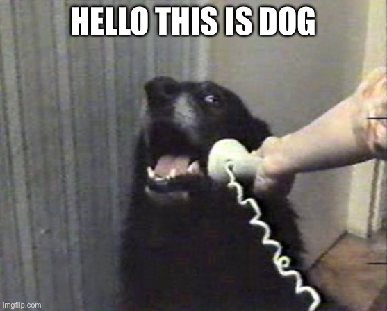 hello this is dog | HELLO THIS IS DOG | image tagged in hello this is dog | made w/ Imgflip meme maker