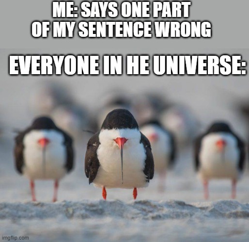 birds | ME: SAYS ONE PART OF MY SENTENCE WRONG; EVERYONE IN HE UNIVERSE: | image tagged in the bird gang | made w/ Imgflip meme maker