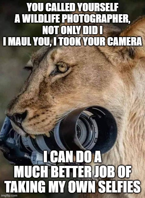 lioness kicks butt | YOU CALLED YOURSELF A WILDLIFE PHOTOGRAPHER, NOT ONLY DID I
I MAUL YOU, I TOOK YOUR CAMERA; I CAN DO A  MUCH BETTER JOB OF TAKING MY OWN SELFIES | image tagged in lioness | made w/ Imgflip meme maker