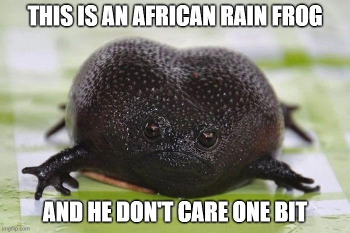I  gotta say..  im feelin like how African rain frog looks | THIS IS AN AFRICAN RAIN FROG; AND HE DON'T CARE ONE BIT | image tagged in funny memes,lol,truth,frog,lmfao | made w/ Imgflip meme maker