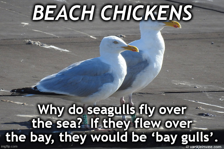 SEAGULLS | BEACH CHICKENS; Why do seagulls fly over the sea?  If they flew over the bay, they would be ‘bay gulls’. | image tagged in seagulls | made w/ Imgflip meme maker