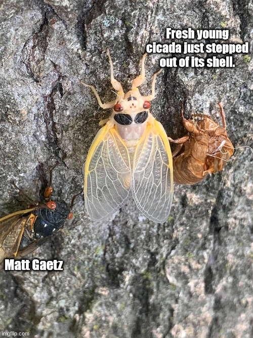 Matt Gaetz | Fresh young cicada just stepped out of its shell. Matt Gaetz | image tagged in cicada,matt gaetz | made w/ Imgflip meme maker