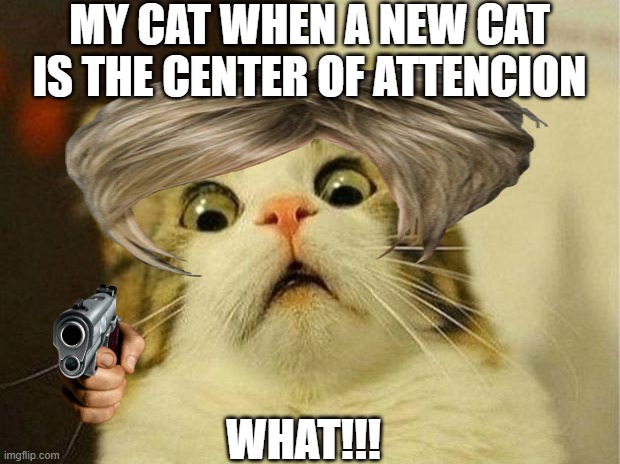 queen cat | MY CAT WHEN A NEW CAT IS THE CENTER OF ATTENCION; WHAT!!! | image tagged in memes,scared cat | made w/ Imgflip meme maker